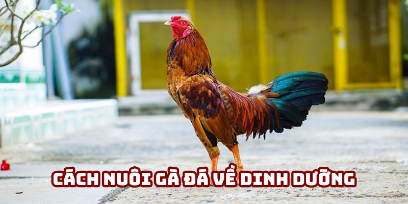 Cách nuôi gà đá liên quan đến dinh dưỡng Cách nuôi gà đá liên quan đến dinh dưỡng