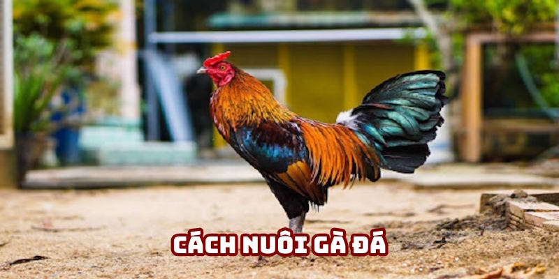 Cách Nuôi Gà Đá AE888: Hướng Dẫn Chăm "Thú Cưng"