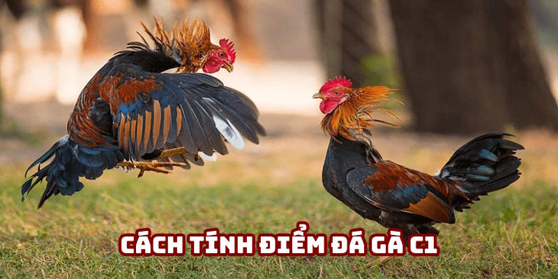 Cách thức tính điểm theo trường hợp Đá gà C1 Cách thức tính điểm theo trường hợp Đá gà C1