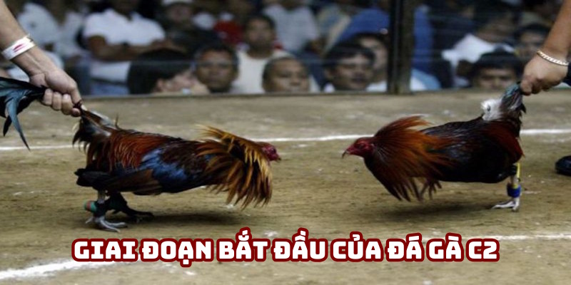Giai đoạn khởi đầu của đá gà C2 Giai đoạn khởi đầu của đá gà C2