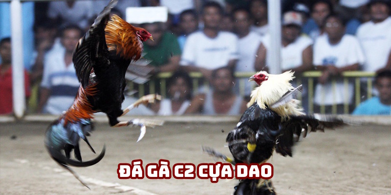 Đá gà C2 cựa dao thú vị từng giây Đá gà C2 cựa dao thú vị từng giây