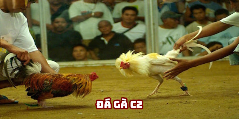 Đá gà C2 AE888: Trải Nghiệm Sự Kiện Đỉnh Cao Tại Nhà Cái