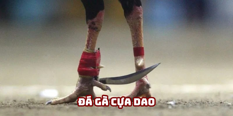 Đá gà Campuchia cựa dao cuốn hút Đá gà Campuchia cựa dao cuốn hút