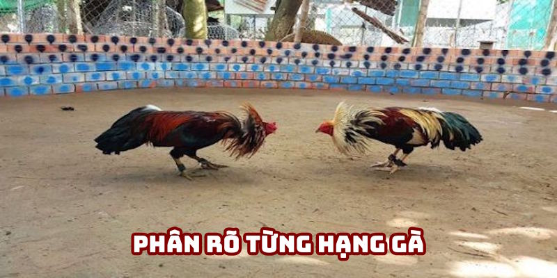 Đá gà Campuchia phân rõ từng hạng cân Đá gà Campuchia phân rõ từng hạng cân