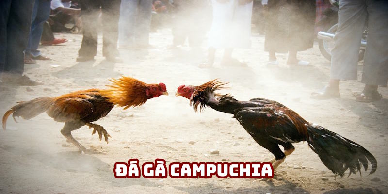Đá Gà Campuchia AE888: Sản Phẩm Chọi Kê Kỳ Thú 2025