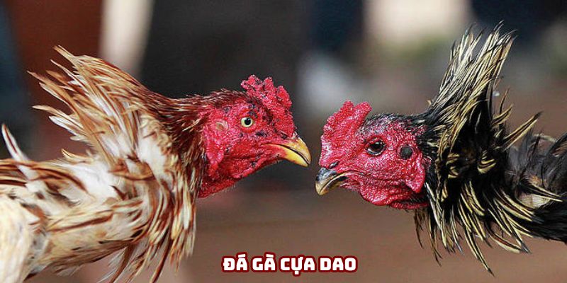 Đá Gà Cựa Dao - Nguyên Tắc Chọn Chiến Kê Tham Gia 2025