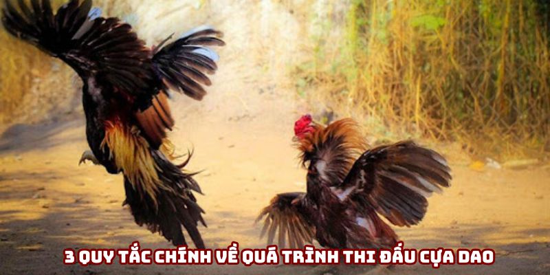 3 quy tắc chính về quá trình thi đấu cựa dao 3 quy tắc chính về quá trình thi đấu cựa dao