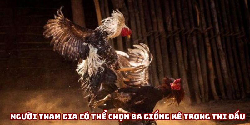 Người tham gia có thể chọn ba giống kê trong thi đấu Người tham gia có thể chọn ba giống kê trong thi đấu