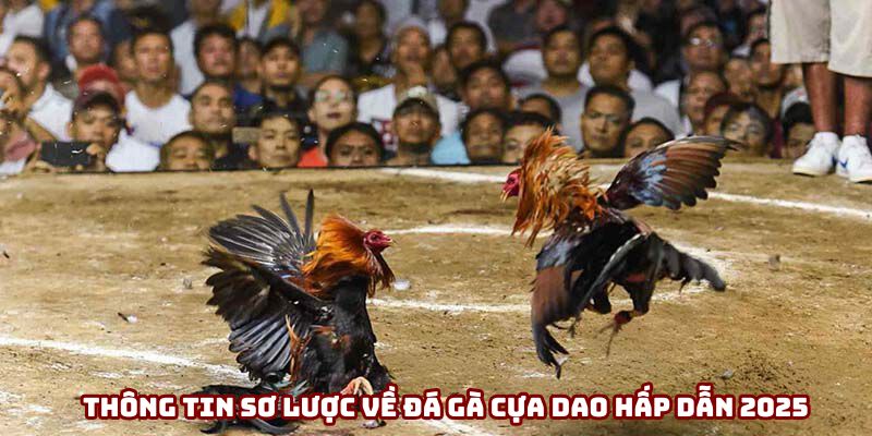 Thông tin sơ lược về đá gà cựa dao hấp dẫn 2025 Thông tin sơ lược về đá gà cựa dao hấp dẫn 2025