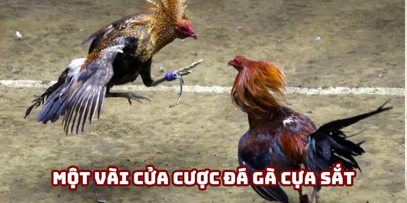 Một vài cửa cược đá gà cựa sắt thú vị Một vài cửa cược đá gà cựa sắt thú vị