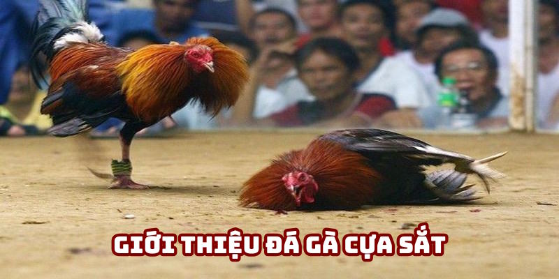 Nội dung khái niệm đá gà cựa sắt Nội dung khái niệm đá gà cựa sắt