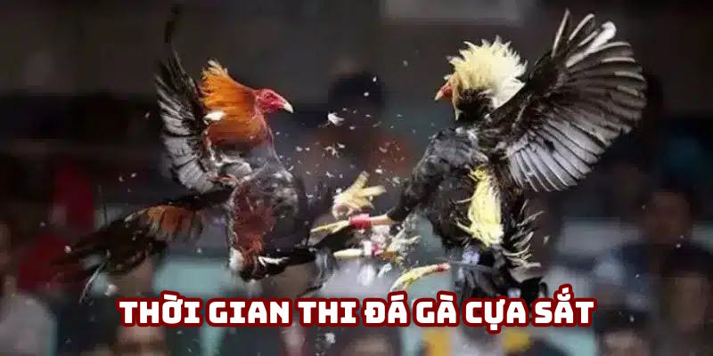 Thời gian thi của đá gà cựa sắt Thời gian thi của đá gà cựa sắt