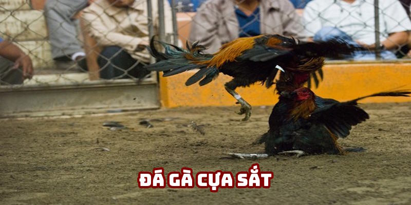 Đá Gà Cựa Sắt AE888: Thông Tin Phiên Bản Kê Chọi Đỉnh Cao