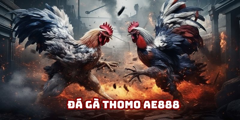 Đá Gà Thomo AE888: Sức Hút Đỉnh Từ Trường Gà Huyền Thoại