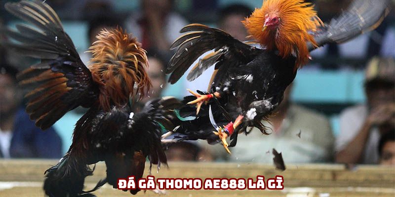 Đá gà Thomo AE888 - Biểu tượng chiến thắng và gan dạ Đá gà Thomo AE888 - Biểu tượng chiến thắng và gan dạ