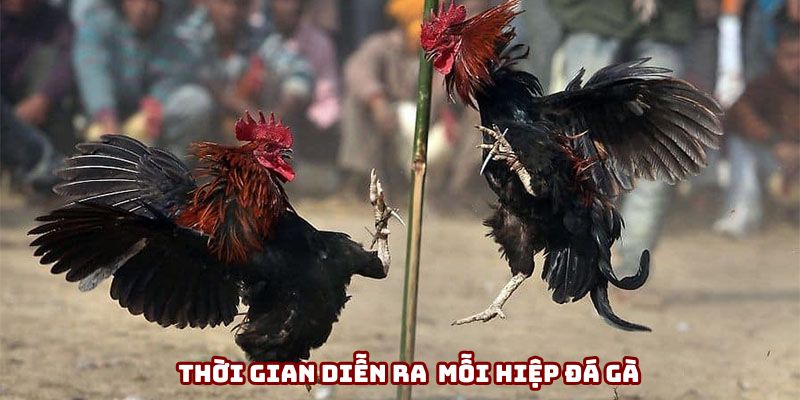 Thời gian diễn ra cho mỗi hiệp đá gà là 15 phút Thời gian diễn ra cho mỗi hiệp đá gà là 15 phút