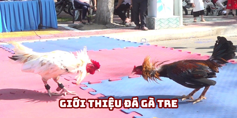 Khái niệm cần biết về đá gà tre Khái niệm cần biết về đá gà tre