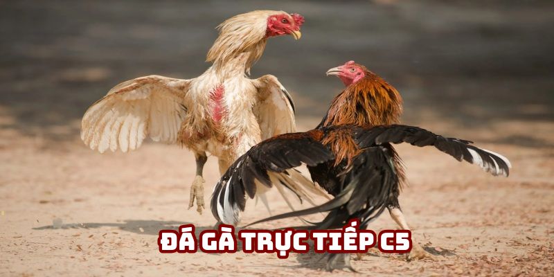 Đá gà trực tiếp C5 - Trải Nghiệm Cược Đỉnh Cao Tại AE888