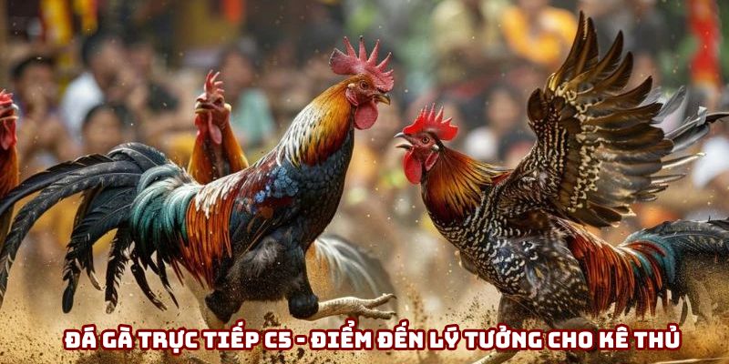 Đá gà trực tiếp C5 là điểm đến lý tưởng cho kê thủ Đá gà trực tiếp C5 là điểm đến lý tưởng cho kê thủ