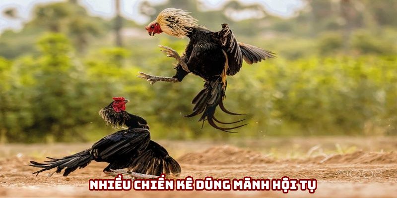 Nhiều chiến kê dũng mãnh hội tụ Nhiều chiến kê dũng mãnh hội tụ